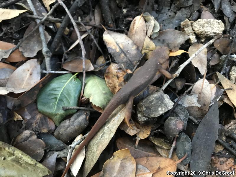 California Newt (Taricha torosa)