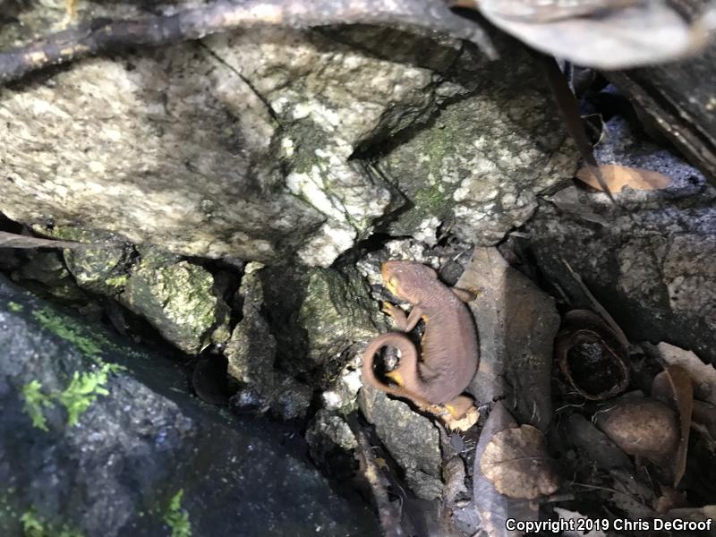 California Newt (Taricha torosa)