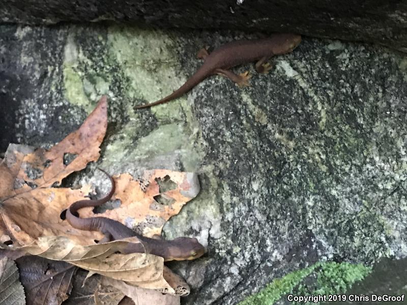 California Newt (Taricha torosa)