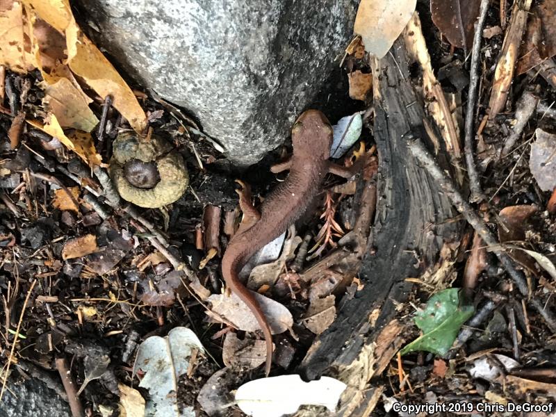 California Newt (Taricha torosa)