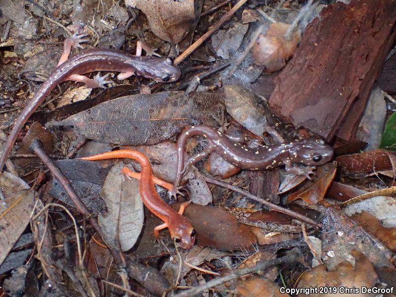 Monterey Ensatina (Ensatina eschscholtzii eschscholtzii)