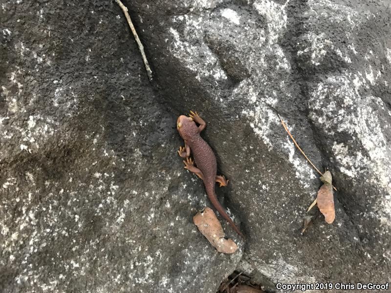 California Newt (Taricha torosa)