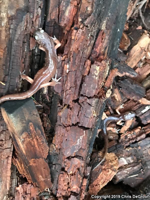 Monterey Ensatina (Ensatina eschscholtzii eschscholtzii)