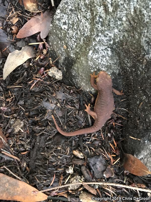 California Newt (Taricha torosa)