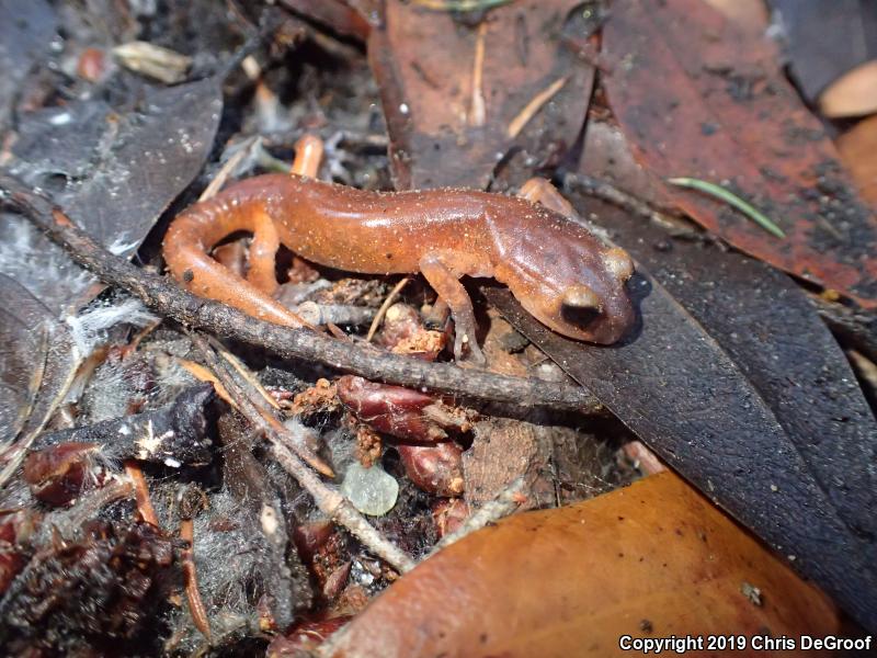 Monterey Ensatina (Ensatina eschscholtzii eschscholtzii)