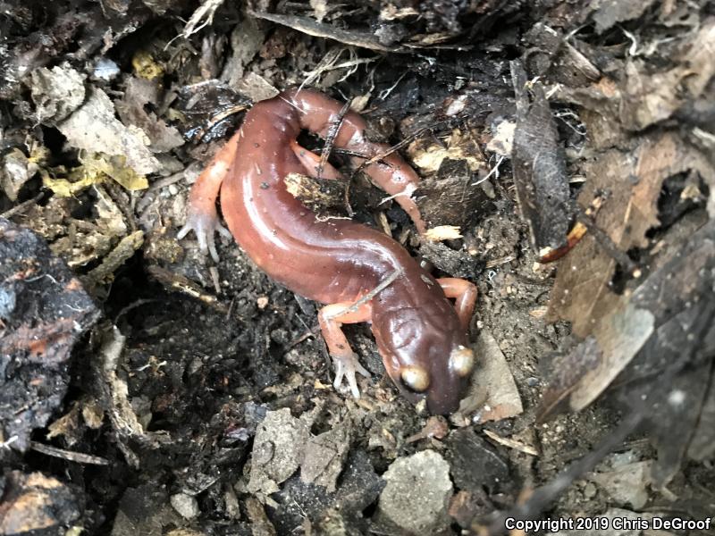 Monterey Ensatina (Ensatina eschscholtzii eschscholtzii)