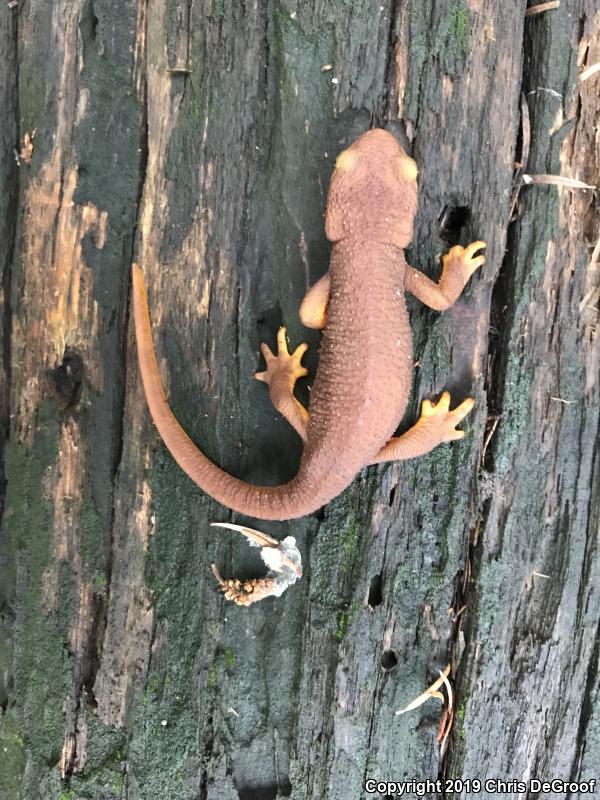 California Newt (Taricha torosa)