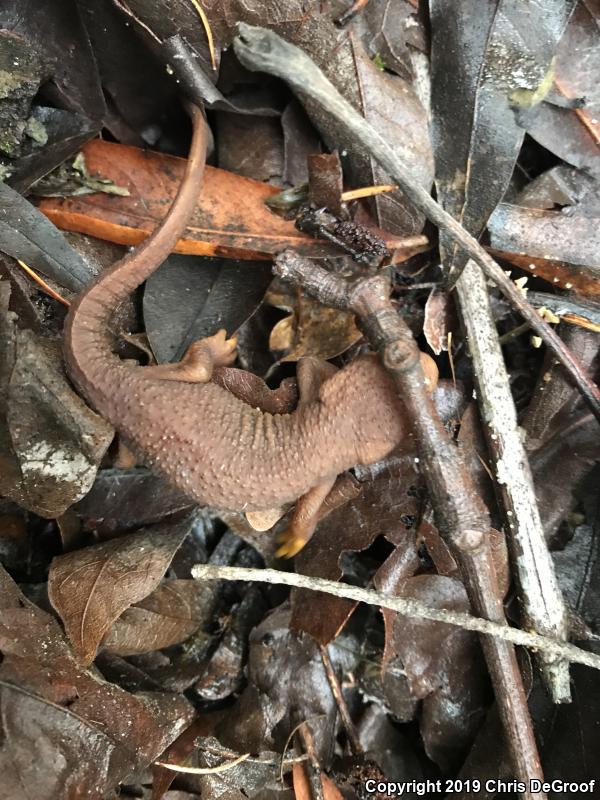 California Newt (Taricha torosa)