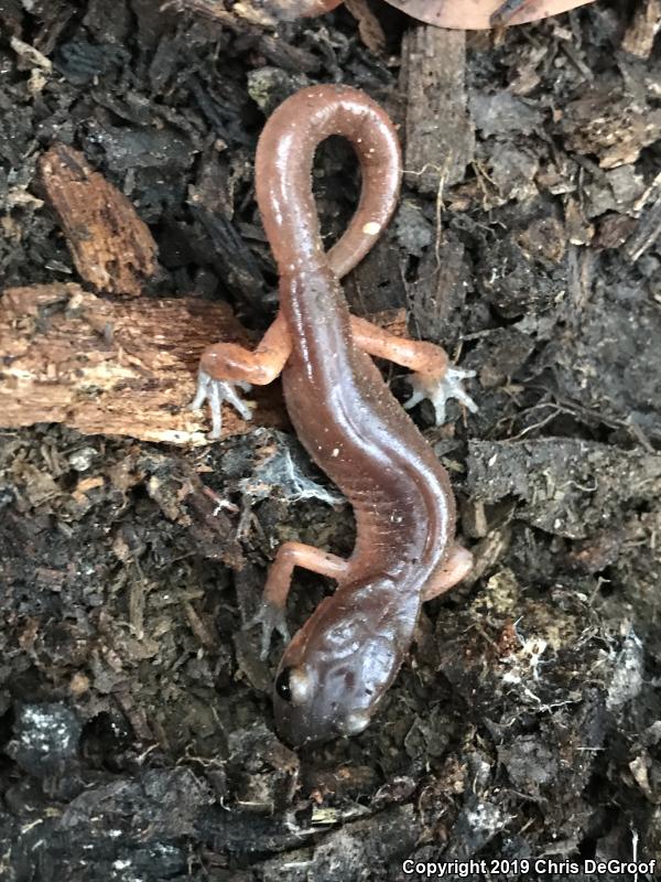 Monterey Ensatina (Ensatina eschscholtzii eschscholtzii)