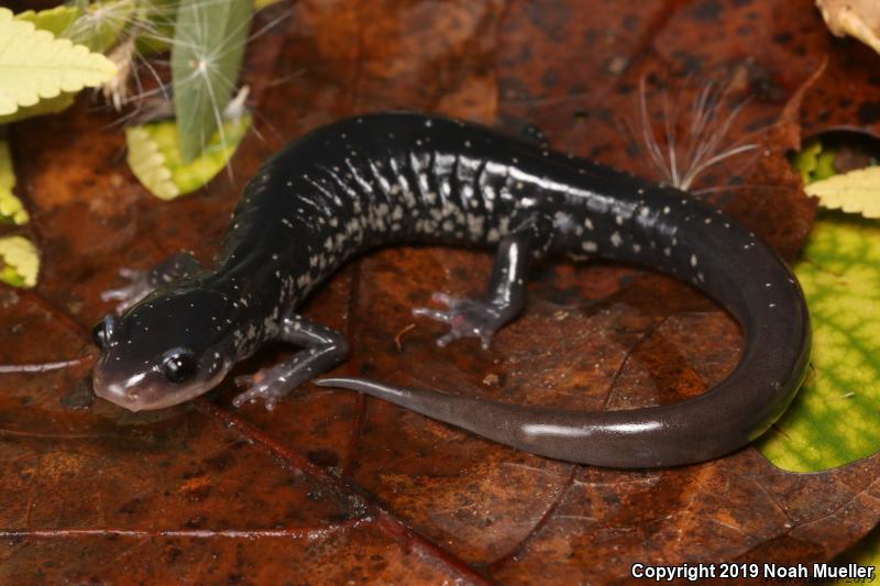 Chattahoochee Slimy Salamander (Plethodon chattahoochee)