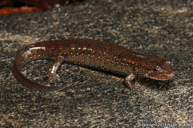 Dwarf Black-bellied Salamander (Desmognathus folkertsi)