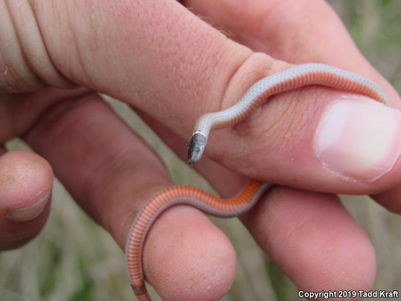 Western Black-headed Snake (Tantilla planiceps)