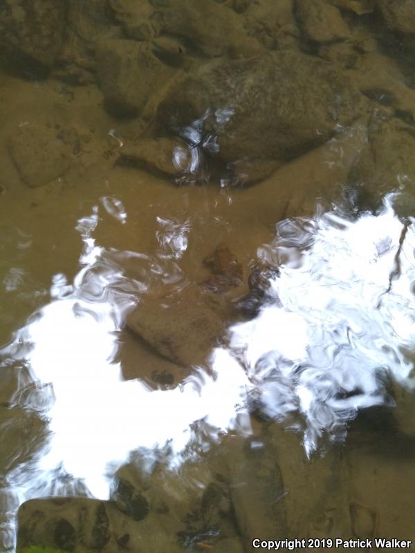 Foothill Yellow-legged Frog (Rana boylii)