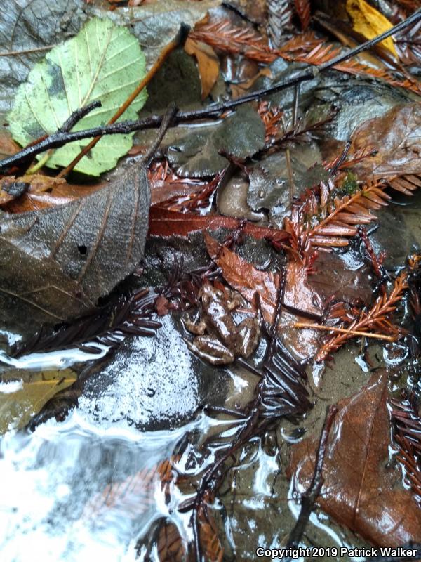 Foothill Yellow-legged Frog (Rana boylii)