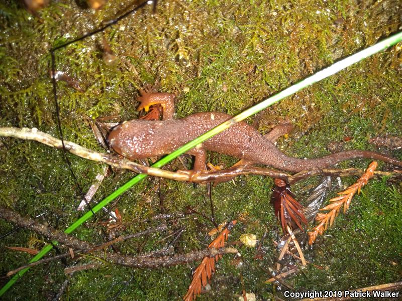 Rough-skinned Newt (Taricha granulosa)