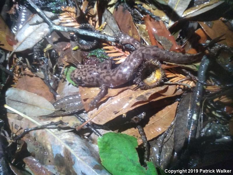 California Giant Salamander (Dicamptodon ensatus)