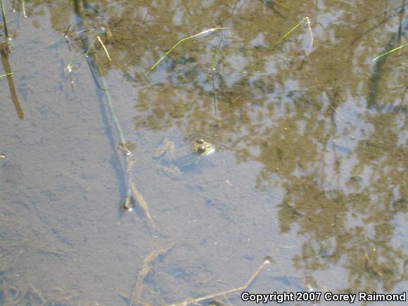 Northern Green Frog (Lithobates clamitans melanota)