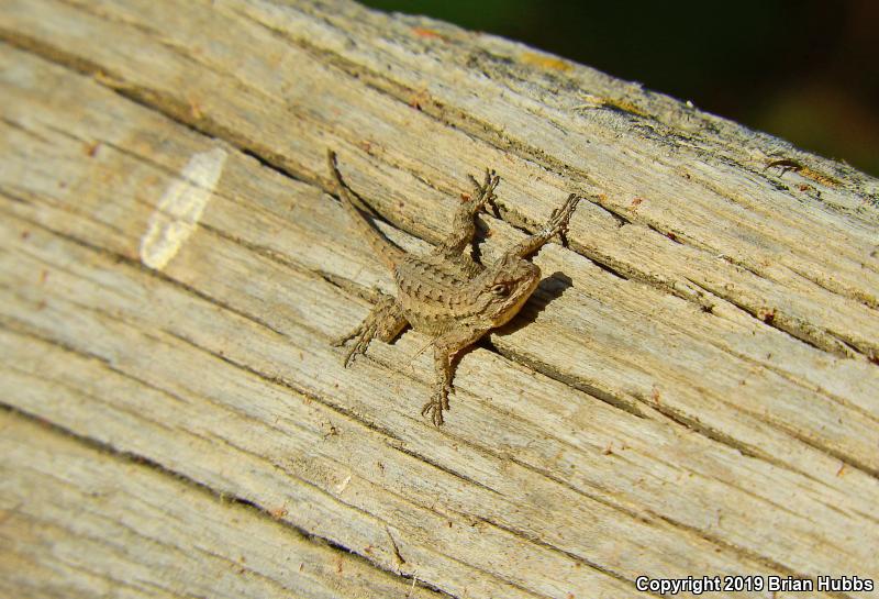 Great Basin Fence Lizard (Sceloporus occidentalis longipes)