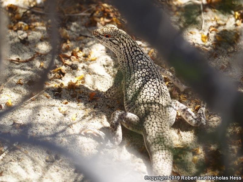 Coachella Valley Fringe-toed Lizard (Uma inornata)