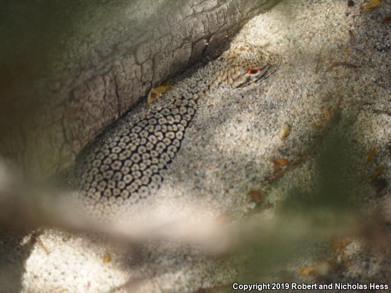 Coachella Valley Fringe-toed Lizard (Uma inornata)