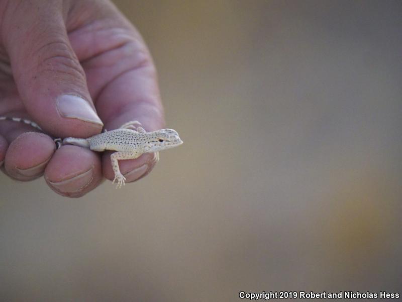 Colorado Desert Fringe-toed Lizard (Uma notata)