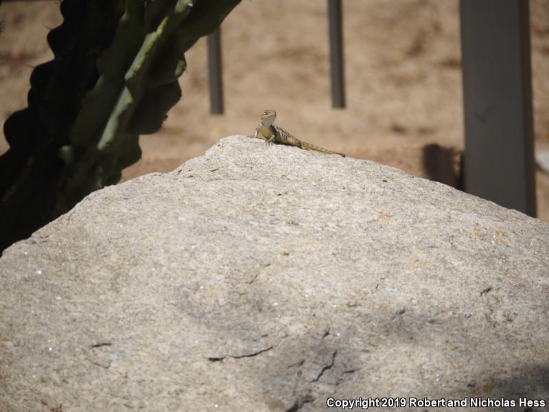 Purple-backed Spiny Lizard (Sceloporus magister magister)