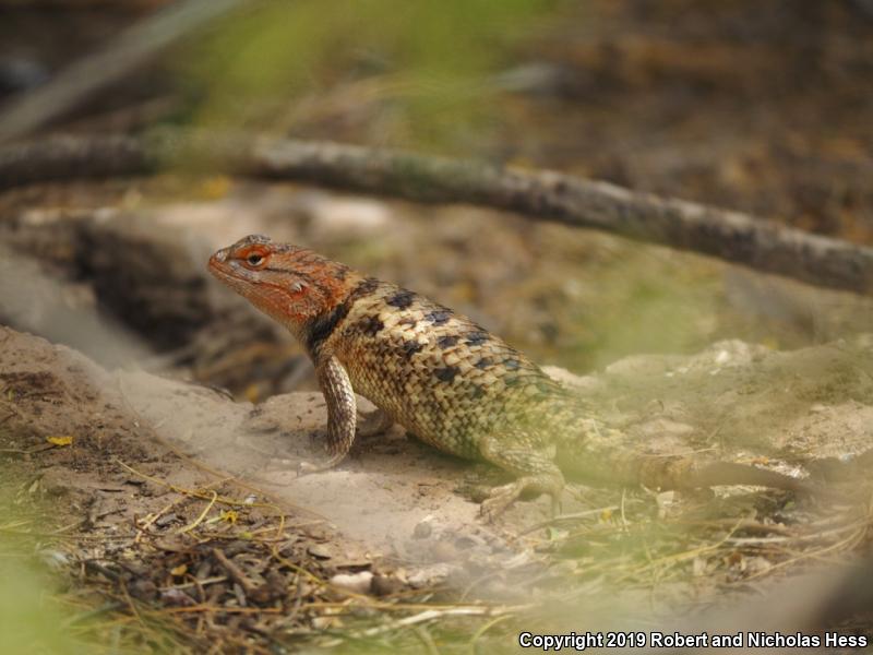 Purple-backed Spiny Lizard (Sceloporus magister magister)