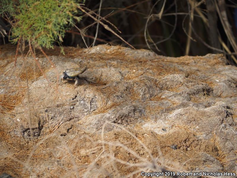 Purple-backed Spiny Lizard (Sceloporus magister magister)