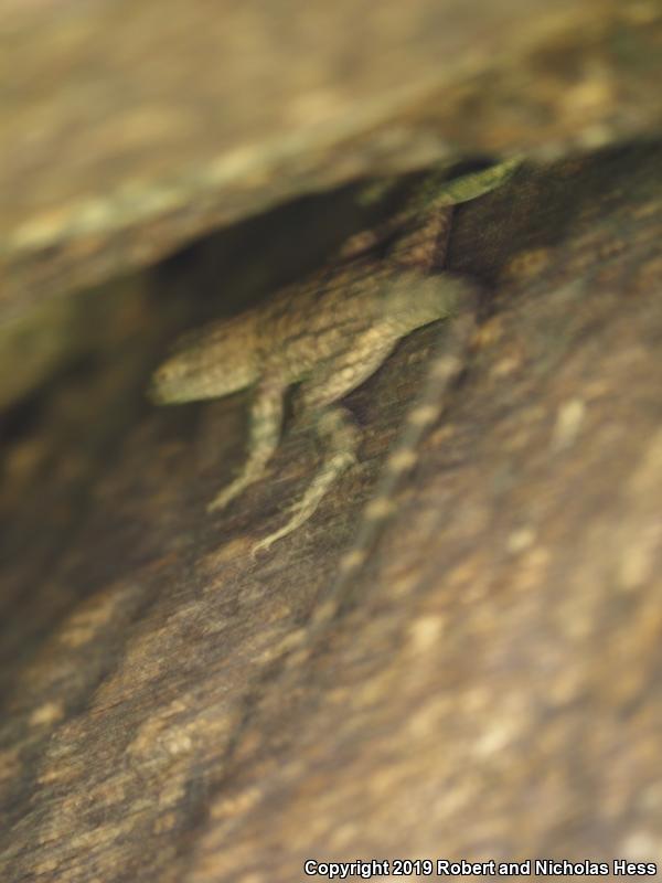 Banded Rock Lizard (Petrosaurus mearnsi)