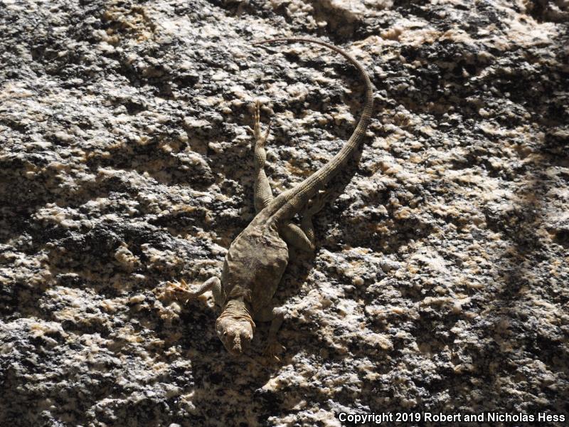 Banded Rock Lizard (Petrosaurus mearnsi)