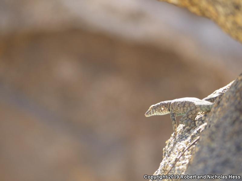 Banded Rock Lizard (Petrosaurus mearnsi)