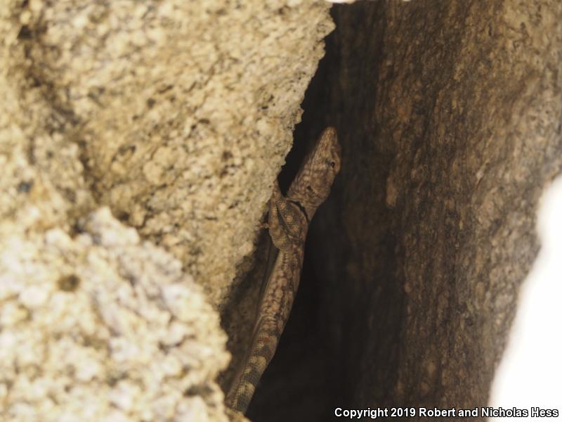 Banded Rock Lizard (Petrosaurus mearnsi)