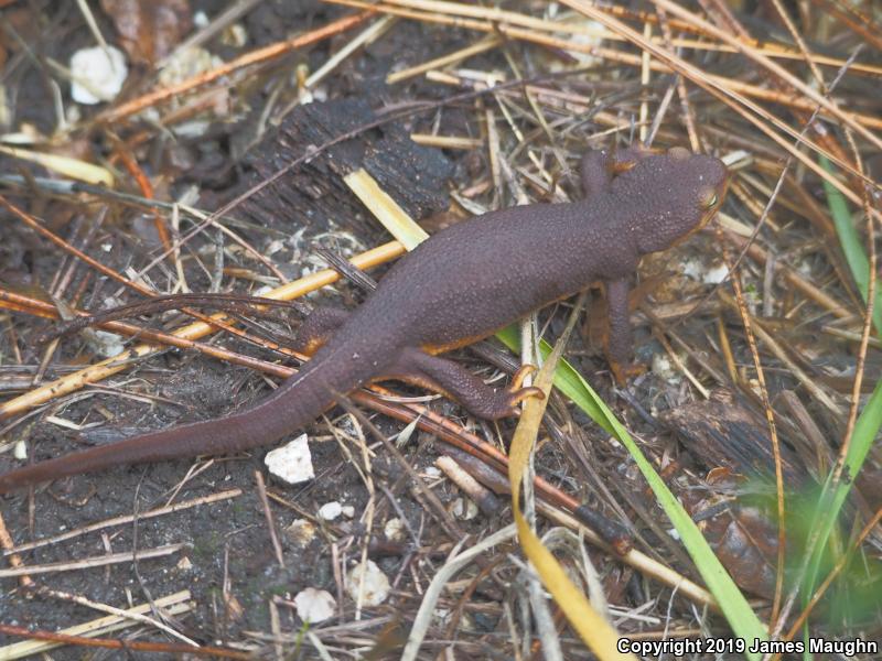 California Newt (Taricha torosa)