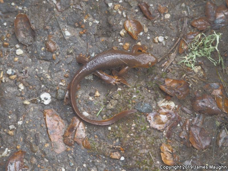 Rough-skinned Newt (Taricha granulosa)