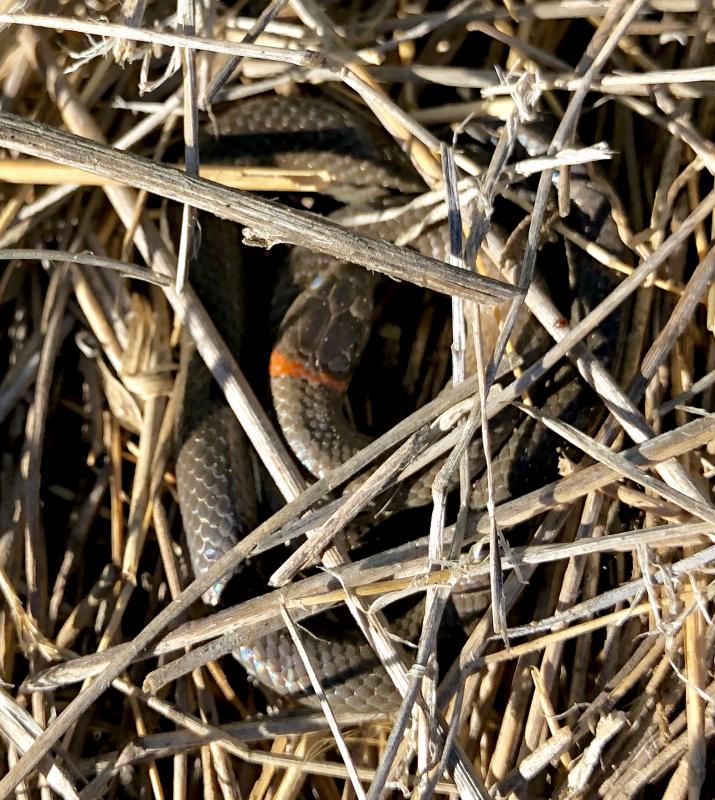 San Diego Ring-necked Snake (Diadophis punctatus similis)