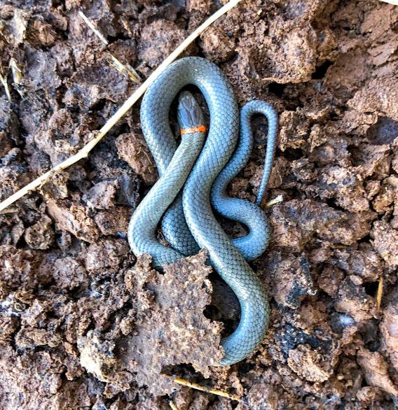 San Diego Ring-necked Snake (Diadophis punctatus similis)