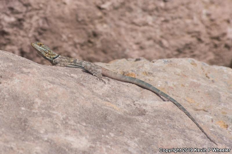 Rock Lizards (Petrosaurus)