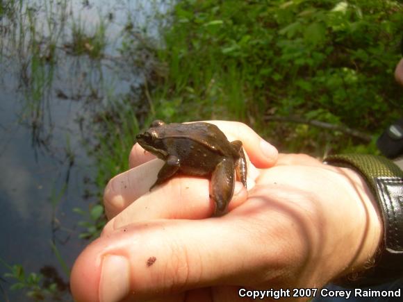 Wood Frog (Lithobates sylvaticus)