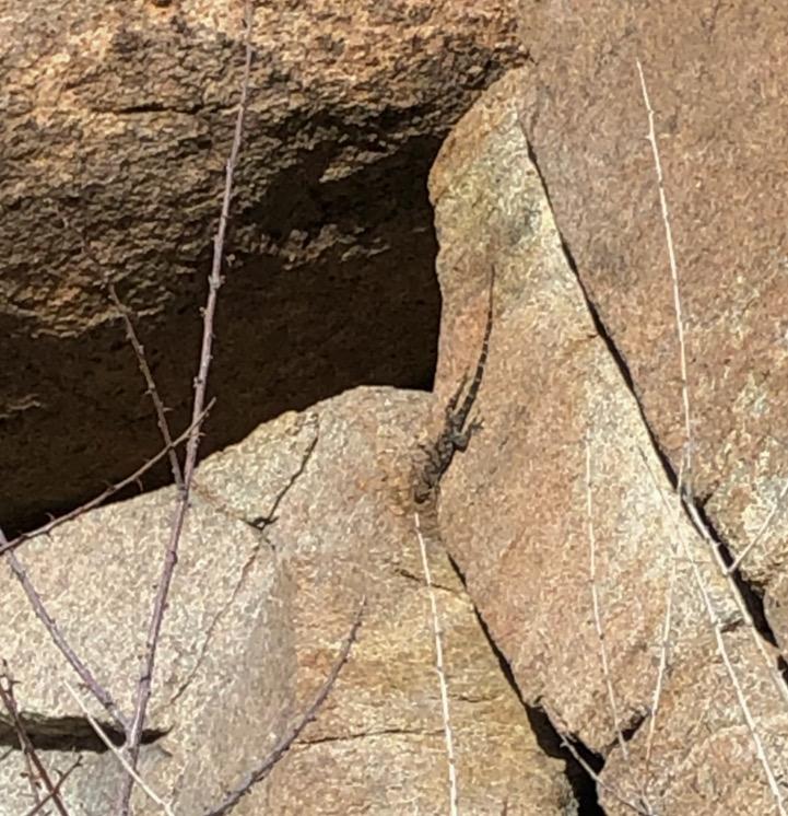 Banded Rock Lizard (Petrosaurus mearnsi)