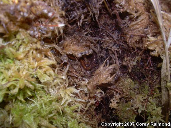 Four-toed Salamander (Hemidactylium scutatum)