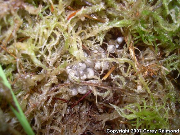 Four-toed Salamander (Hemidactylium scutatum)