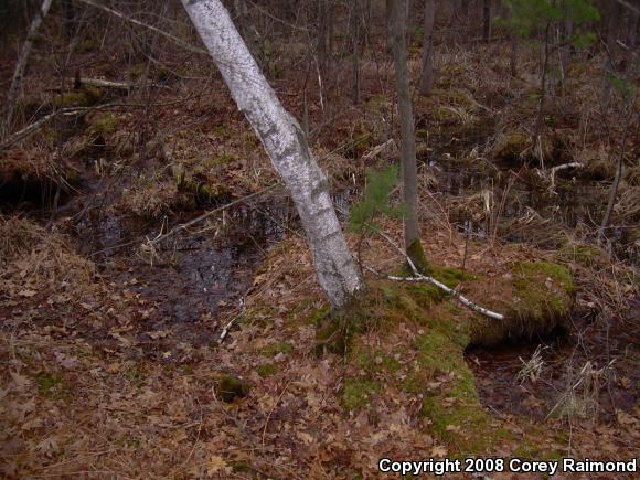 Four-toed Salamander (Hemidactylium scutatum)