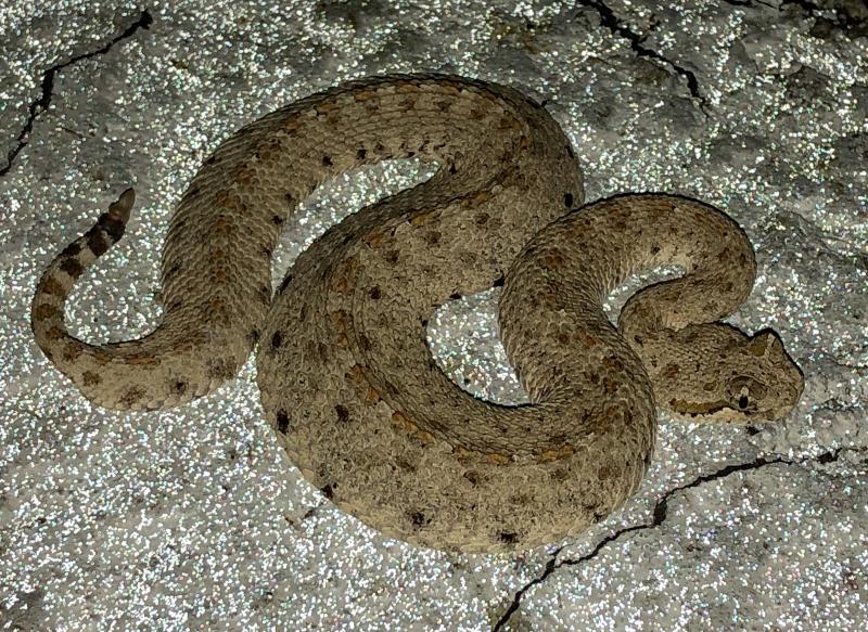 Colorado Desert Sidewinder (Crotalus cerastes laterorepens)