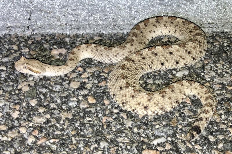 Colorado Desert Sidewinder (Crotalus cerastes laterorepens)