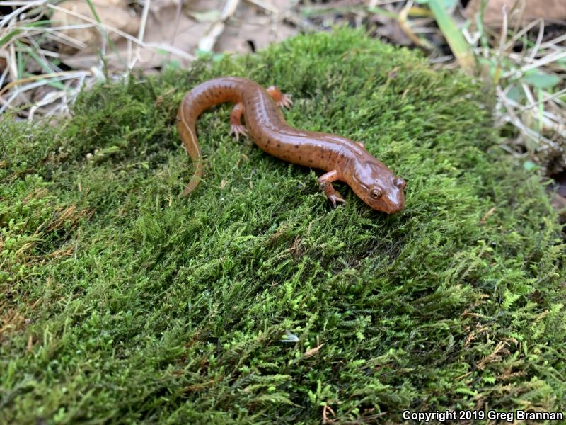 Kentucky Spring Salamander (Gyrinophilus porphyriticus duryi)