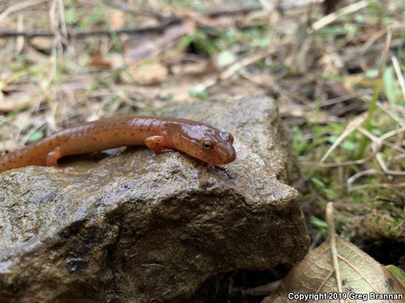 Kentucky Spring Salamander (Gyrinophilus porphyriticus duryi)