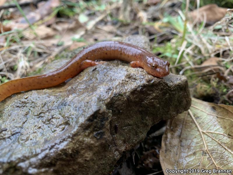 Kentucky Spring Salamander (Gyrinophilus porphyriticus duryi)