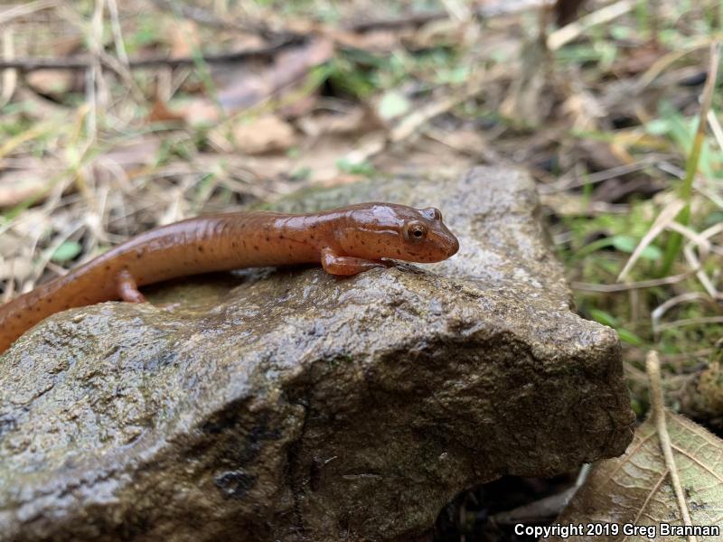 Kentucky Spring Salamander (Gyrinophilus porphyriticus duryi)