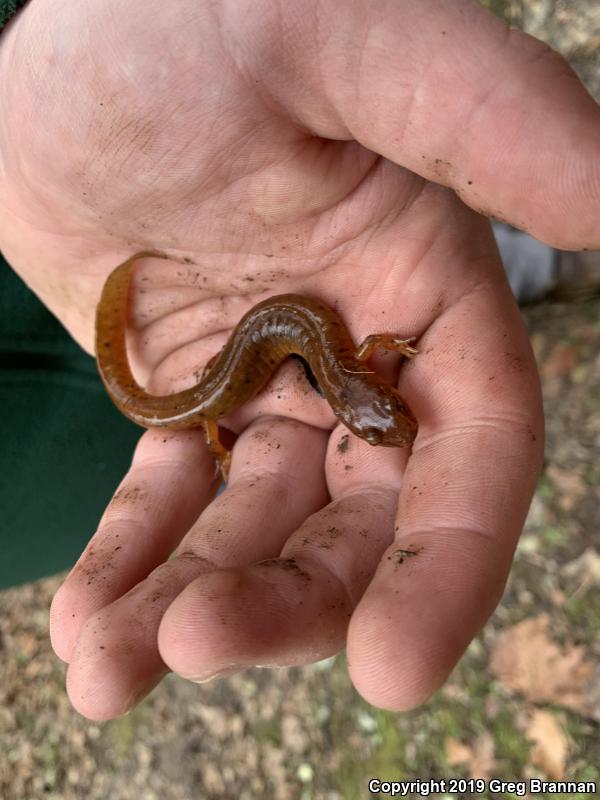 Kentucky Spring Salamander (Gyrinophilus porphyriticus duryi)