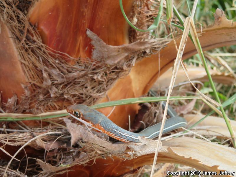 Schott's Whipsnake (Coluber schotti)